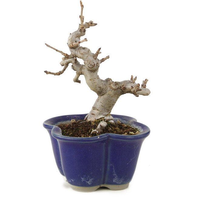 Pourthiaea villosa, 12,5 cm, ± 6 Jahre alt