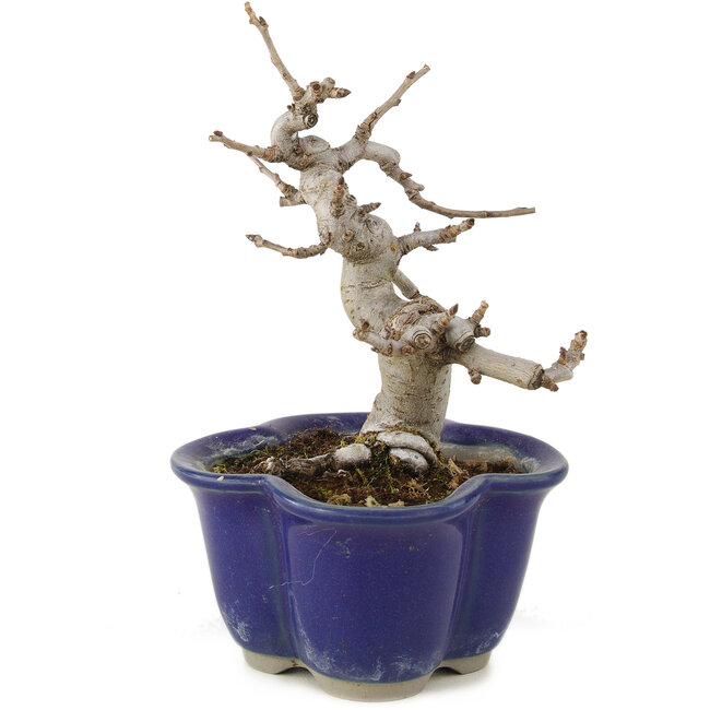 Pourthiaea villosa, 12,5 cm, ± 6 Jahre alt