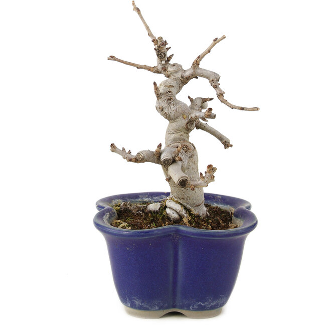 Pourthiaea villosa, 12,5 cm, ± 6 anni