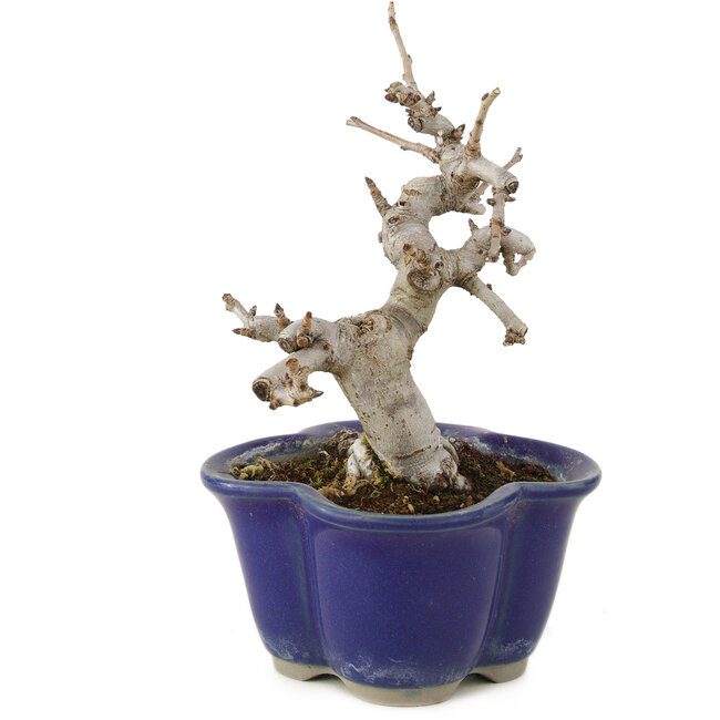 Pourthiaea villosa, 12,5 cm, ± 6 anni