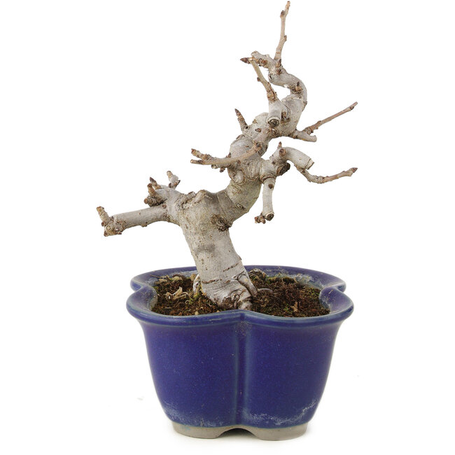 Pourthiaea villosa, 12,5 cm, ± 6 Jahre alt