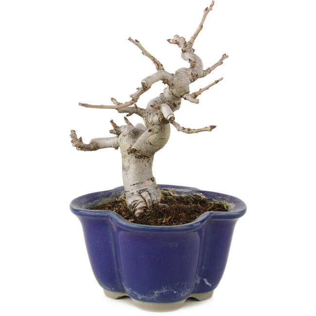 Pourthiaea villosa, 12,5 cm, ± 6 Jahre alt