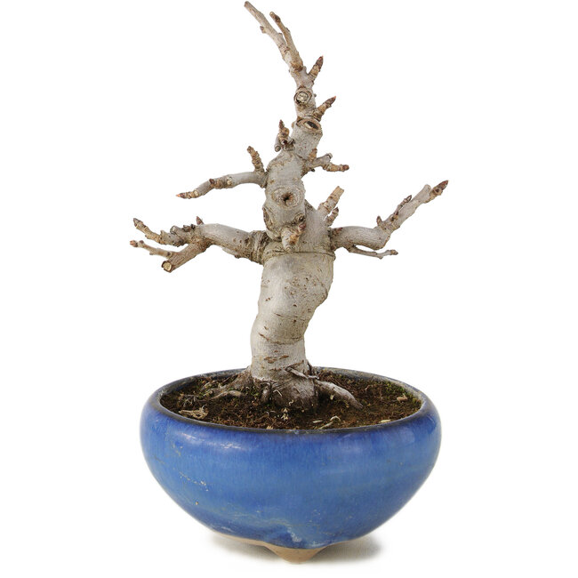 Pourthiaea villosa, 13 cm, ± 6 years old