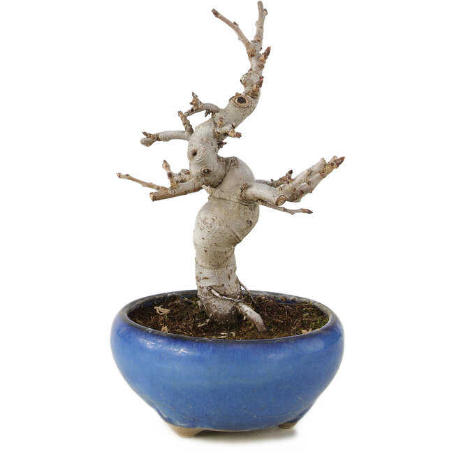 Pourthiaea villosa, 13 cm, ± 6 anni