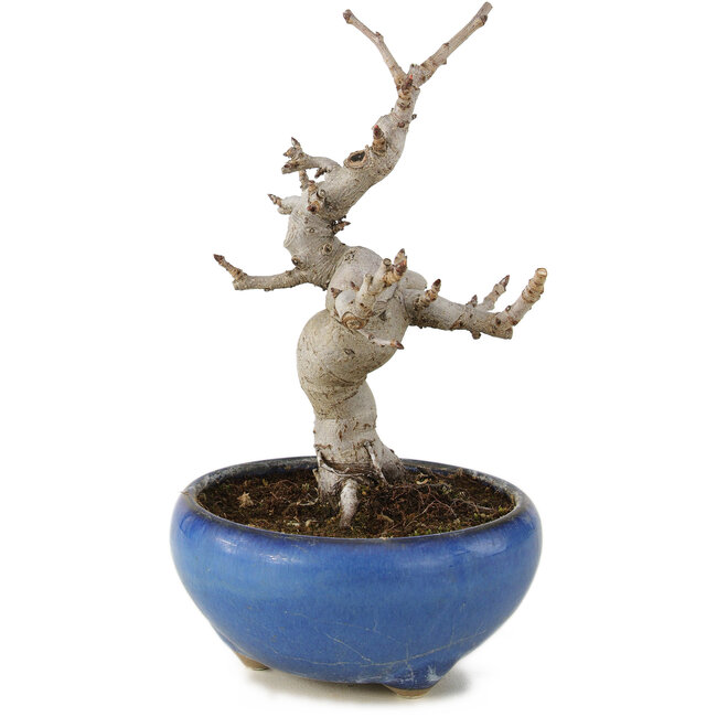 Pourthiaea villosa, 13 cm, ± 6 years old