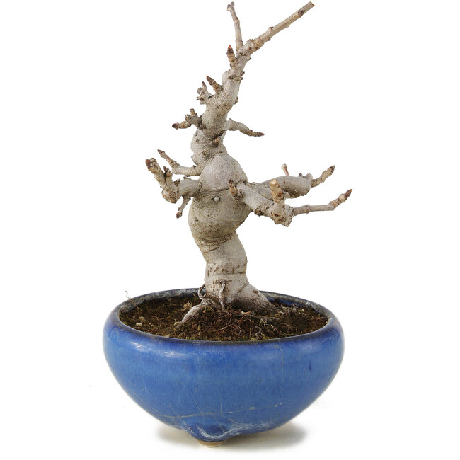 Pourthiaea villosa, 13 cm, ± 6 years old