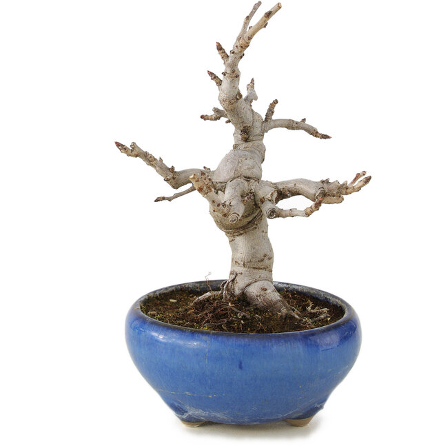 Pourthiaea villosa, 13 cm, ± 6 years old