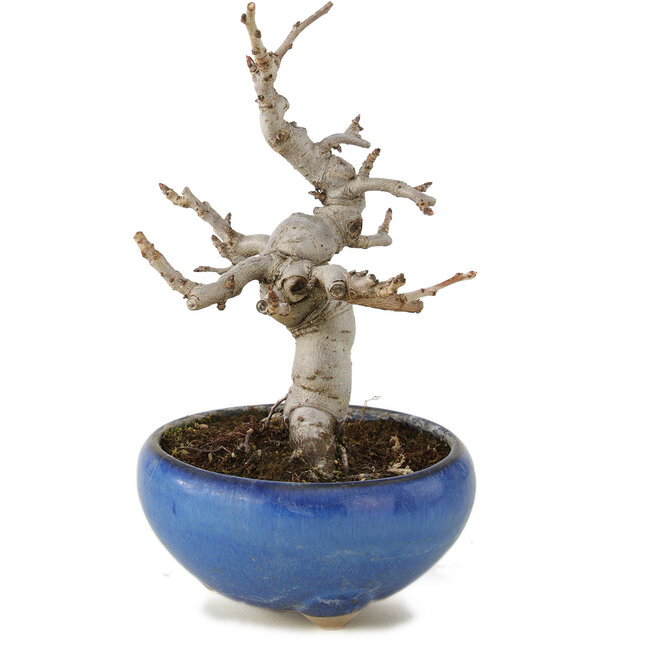 Pourthiaea villosa, 13 cm, ± 6 anni