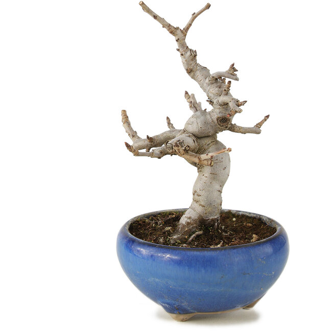 Pourthiaea villosa, 13 cm, ± 6 years old