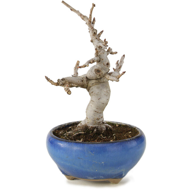 Pourthiaea villosa, 13 cm, ± 6 anni