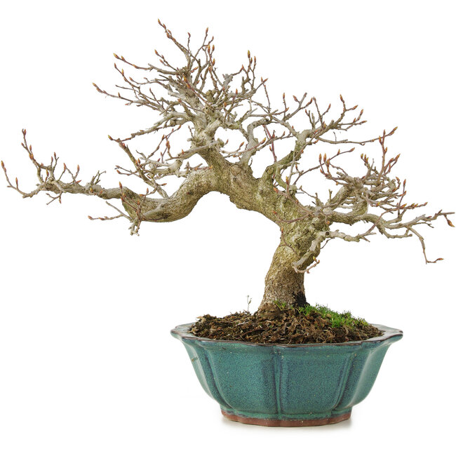 Carpinus coreana, 24,5 cm, ± 25 years old