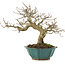 Carpinus coreana, 24,5 cm, ± 25 jaar oud