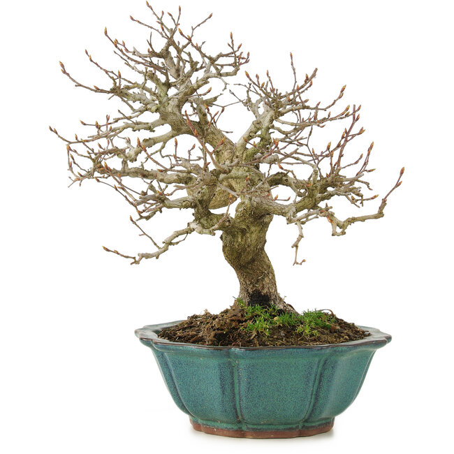 Carpinus coreana, 24,5 cm, ± 25 years old