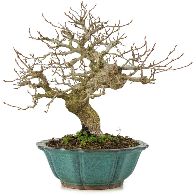 Carpinus coreana, 24,5 cm, ± 25 ans