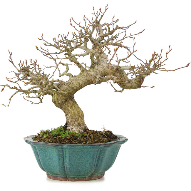 Carpinus coreana, 24,5 cm, ± 25 anni