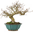 Carpinus coreana, 24,5 cm, ± 25 jaar oud