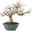 Carpinus coreana, 24,5 cm, ± 25 Jahre alt