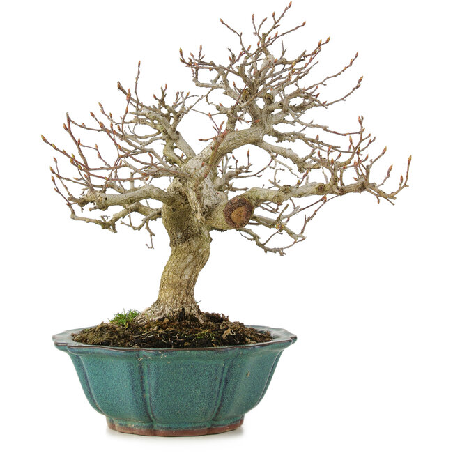 Carpinus coreana, 24,5 cm, ± 25 años