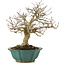 Carpinus coreana, 24,5 cm, ± 25 jaar oud