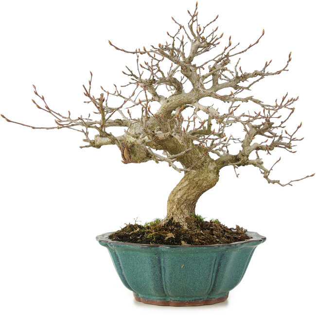 Carpinus coreana, 24,5 cm, ± 25 years old
