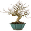 Carpinus coreana, 24,5 cm, ± 25 Jahre alt