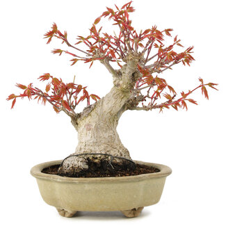 Acer palmatum, 17 cm, ± 15 Jahre alt