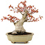 Acer palmatum, 17 cm, ± 15 jaar oud