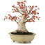 Acer palmatum, 17 cm, ± 15 jaar oud