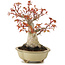 Acer palmatum, 17 cm, ± 15 jaar oud