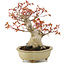 Acer palmatum, 17 cm, ± 15 years old