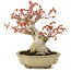 Acer palmatum, 17 cm, ± 15 years old