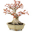 Acer palmatum, 17 cm, ± 15 jaar oud