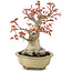 Acer palmatum, 17 cm, ± 15 jaar oud