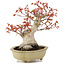 Acer palmatum, 17 cm, ± 15 jaar oud