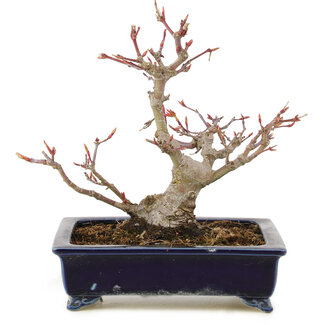 Acer palmatum, 14 cm, ± 10 Jahre alt