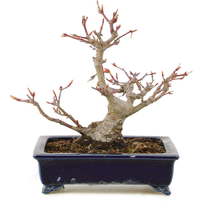 Acer palmatum, 14 cm, ± 10 anni, in un vaso giapponese fatto a mano