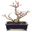Acer palmatum, 14 cm, ± 10 anni, in un vaso giapponese fatto a mano