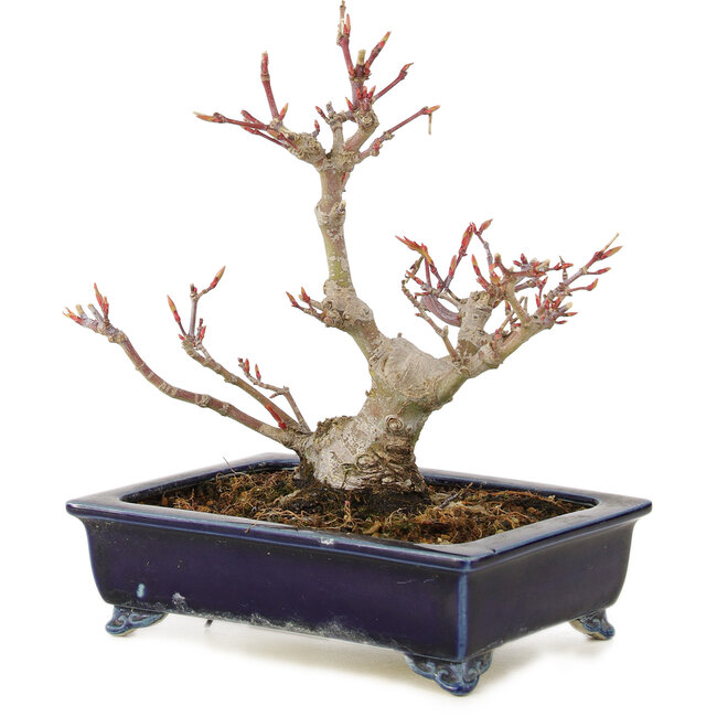 Acer palmatum, 14 cm, ± 10 jaar oud, in handgemaakte Japanse pot