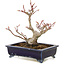 Acer palmatum, 14 cm, ± 10 Jahre alt, in einem handgefertigten japanischen Topf