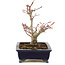 Acer palmatum, 14 cm, ± 10 anni, in un vaso giapponese fatto a mano
