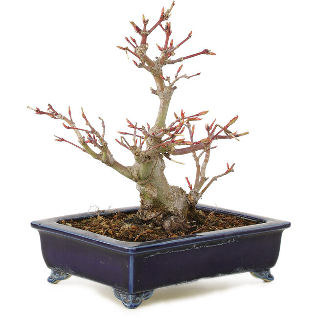 Acer palmatum, 14 cm, ± 10 ans, dans un pot japonais fait à la main