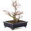 Acer palmatum, 14 cm, ± 10 anni, in un vaso giapponese fatto a mano