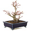 Acer palmatum, 14 cm, ± 10 years old, in a handmade Japanese pot