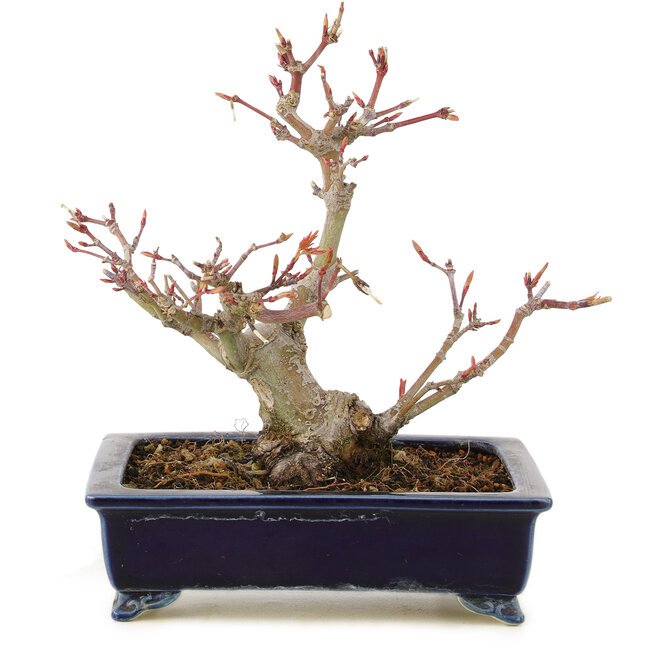 Acer palmatum, 14 cm, ± 10 ans, dans un pot japonais fait à la main