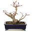 Acer palmatum, 14 cm, ± 10 anni, in un vaso giapponese fatto a mano