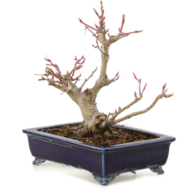 Acer palmatum, 14 cm, ± 10 years old, in a handmade Japanese pot