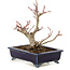 Acer palmatum, 14 cm, ± 10 anni, in un vaso giapponese fatto a mano