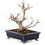 Acer palmatum, 14 cm, ± 10 years old, in a handmade Japanese pot
