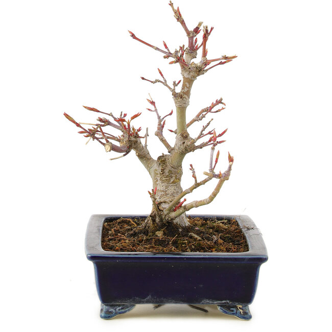 Acer palmatum, 14 cm, ± 10 years old, in a handmade Japanese pot