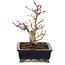 Acer palmatum, 14 cm, ± 10 anni, in un vaso giapponese fatto a mano